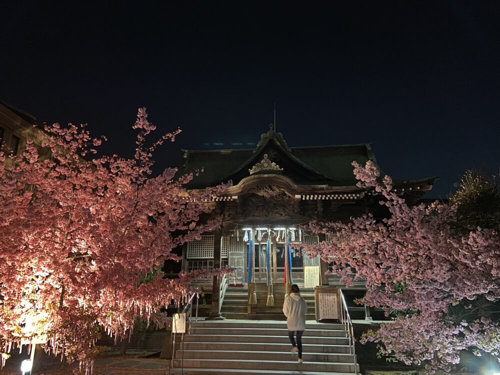 桜神宮夜