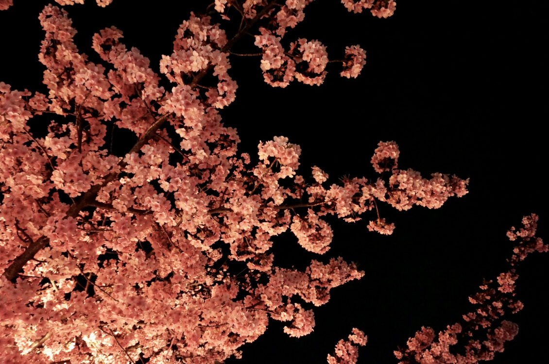 桜神宮夜８