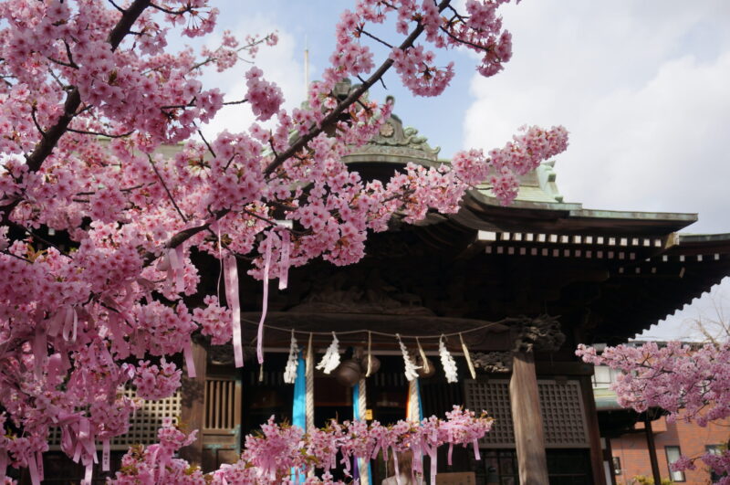 【桜神宮】河津桜と御朱印がとにかく素敵な神社へ(+αで夜桜も)