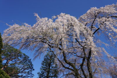 川越中院枝垂れ桜