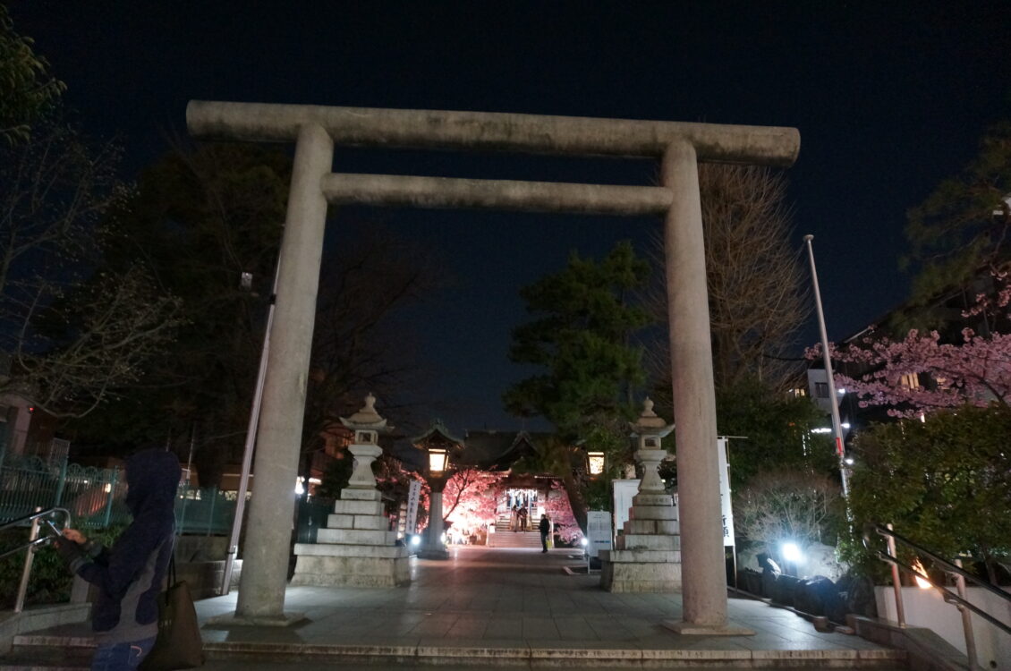 桜神宮夜２