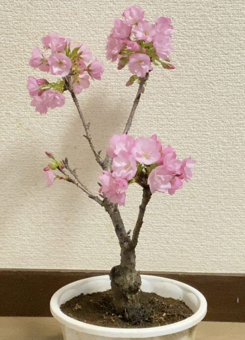 桜の鉢２